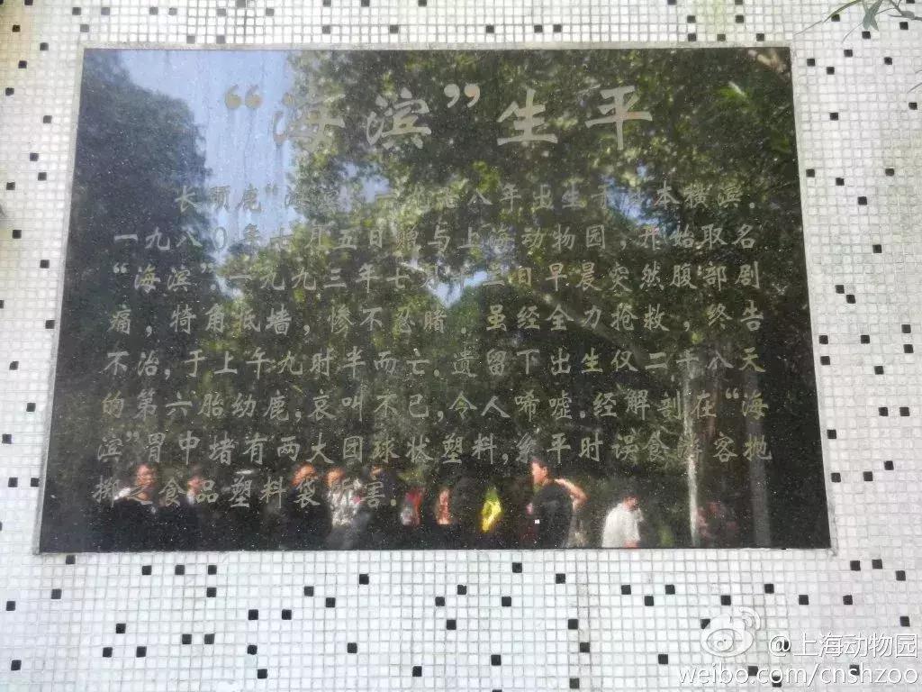 卑劣的街头喂河马,塑料袋放进河马嘴里