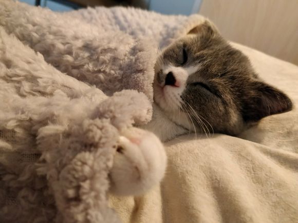 猫癣怎么才能治好,猫癣如何彻底治愈