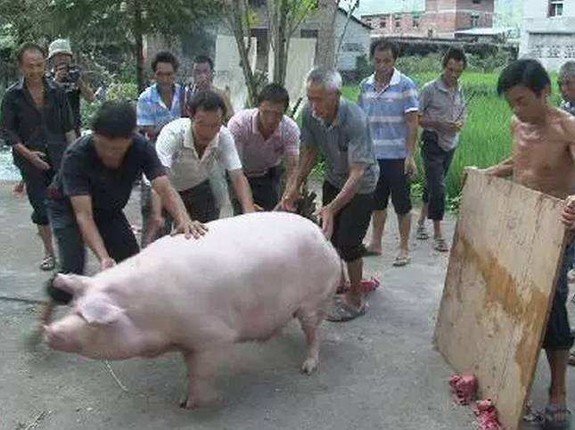 深部输精管使用方法,猪人工深部授精示范