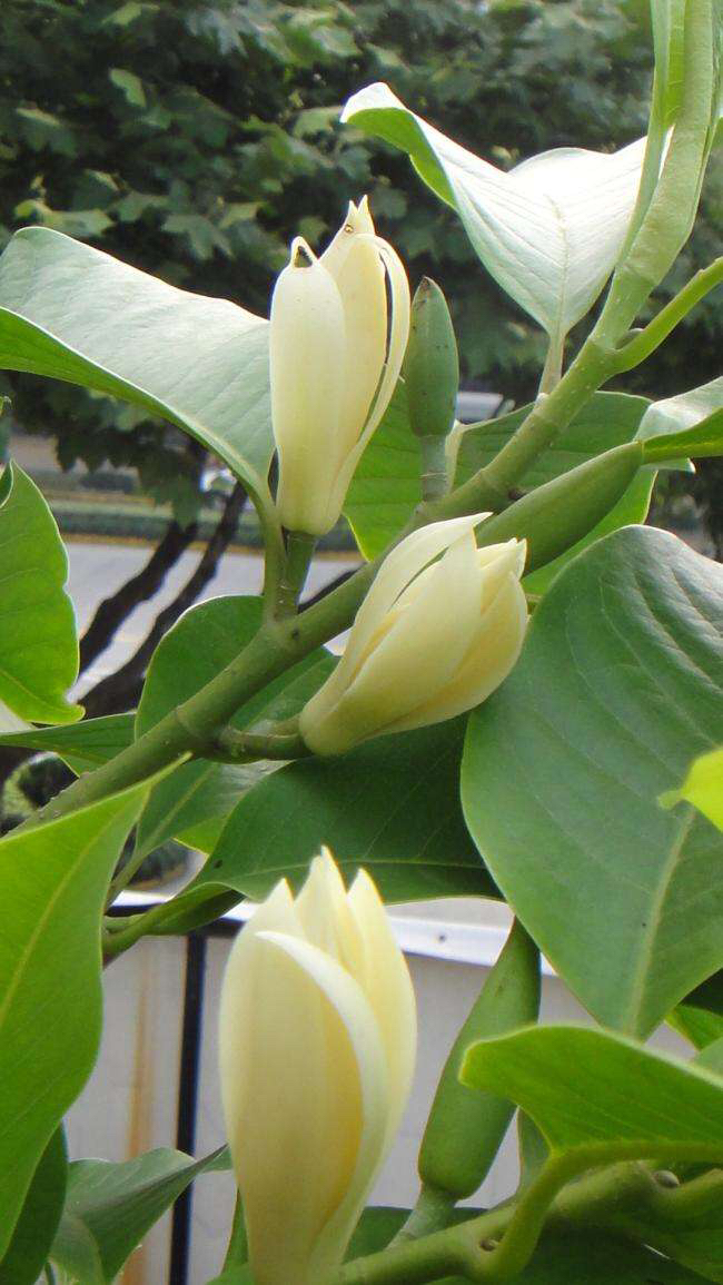 中药材白鱼图片,中药材白芷种植