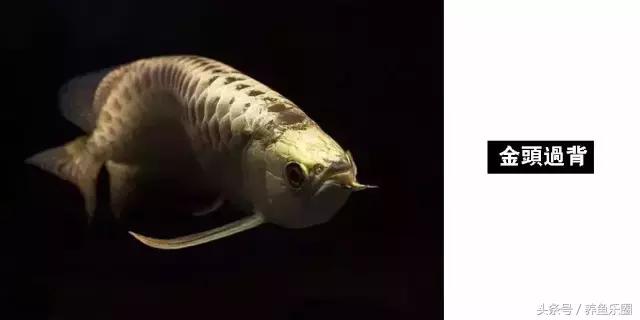 龙鱼的几个品种介绍图,各个品种的龙鱼图片