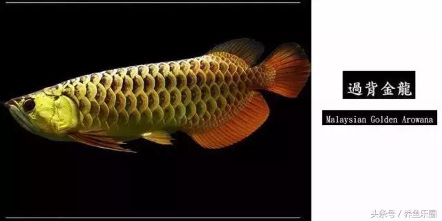 龙鱼的几个品种介绍图,各个品种的龙鱼图片