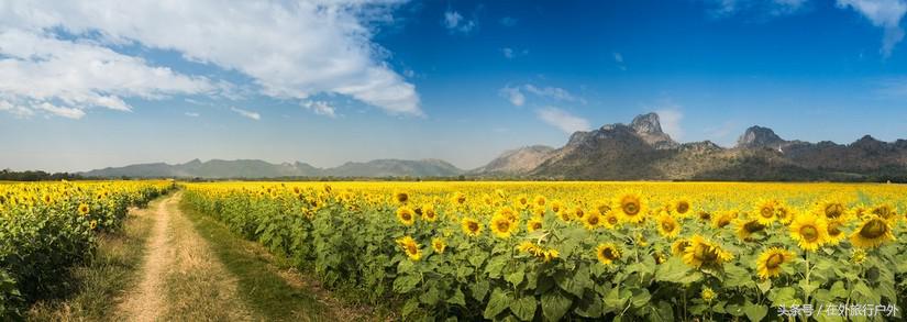 不去普罗旺斯和柬埔寨,千元飞到泰国看最美向日葵田和高棉遗址