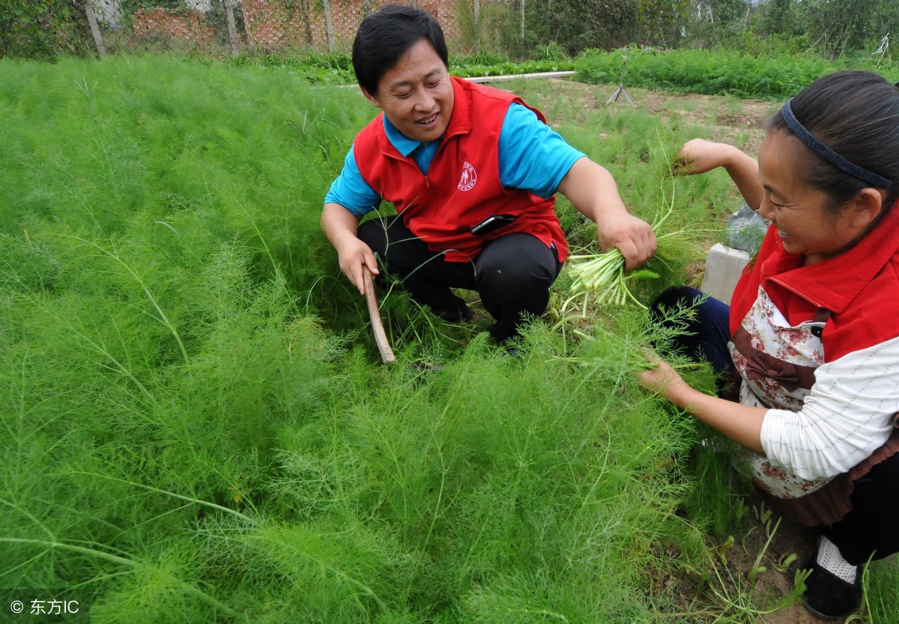 春夏之际种蔬菜怎么防止病虫害,防治蔬菜病虫害最有效的方法
