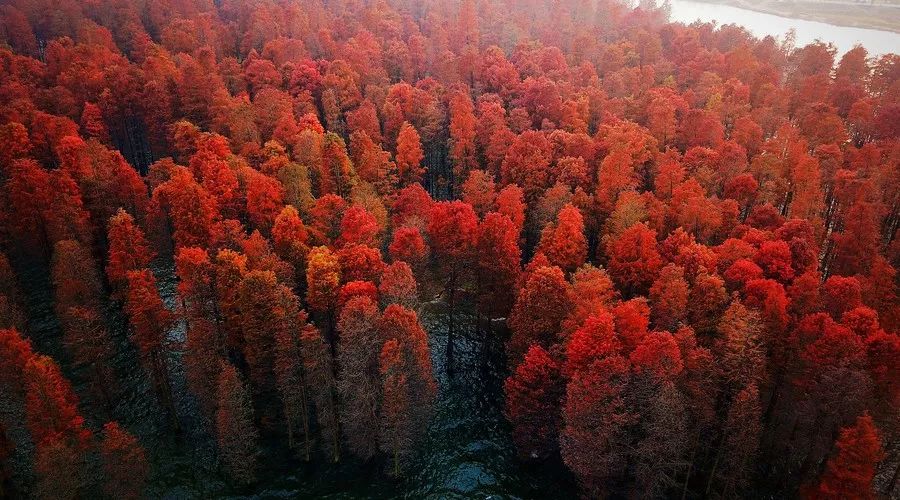 桂花香，残荷，银杏，宁波的秋天