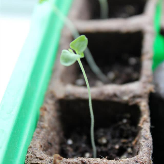 蔬菜又细又弱,简单一个小动作就解决,蔬菜长得壮