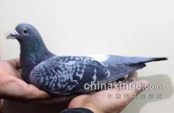 各品系赛鸽的头型特点,凸背鸽