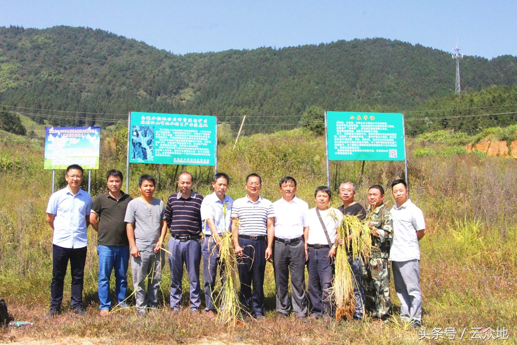 江西农大教授种出38色油菜,农业专家来到苞米地