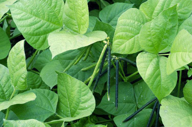 药材赤小豆,中药材赤小豆芽能治痤疮吗