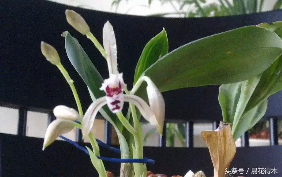 什么兰花叶子是兔耳兰,最值得推荐的寒兰兰花品种