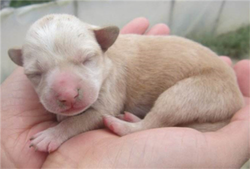 狗狗怀孕的5大症状该怎么照顾,狗狗怀孕了主人需要怎么喂养