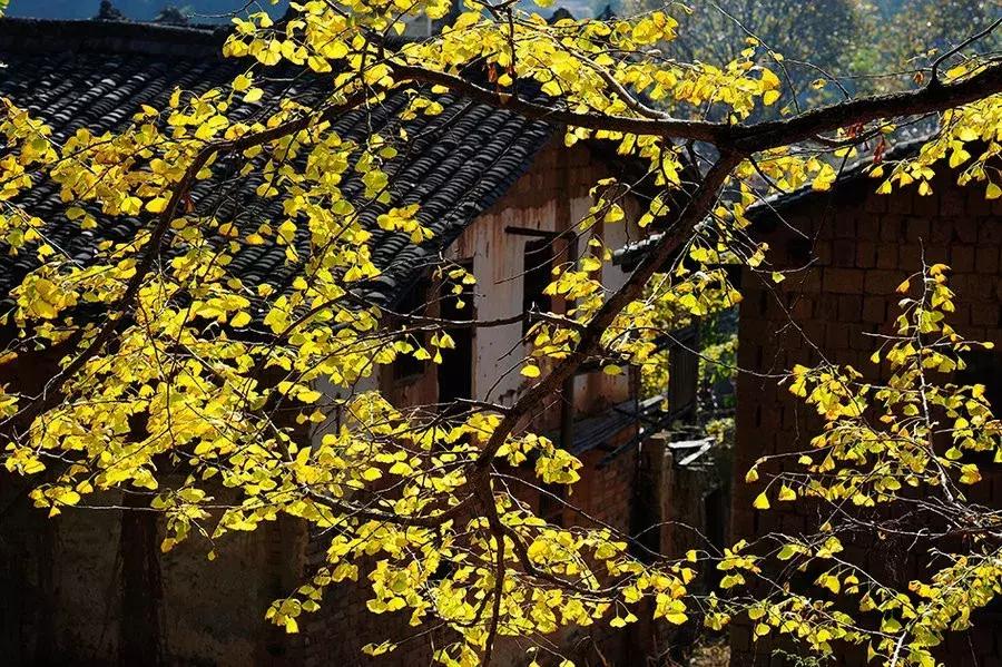 最佳银杏观赏地是哪儿,银杏观赏地点在哪里