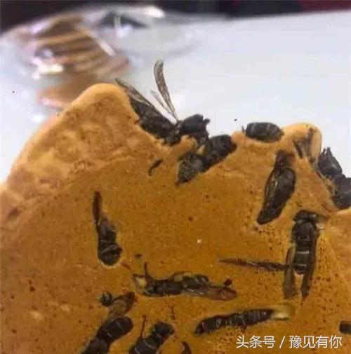 大象粪便里还有人能吃的东西吗,大象粪便里还有人能吃的东西