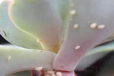 花儿除虫的妙招,花儿生虫用什么药