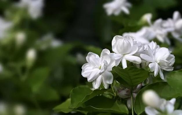 花儿除虫的妙招,花儿生虫用什么药