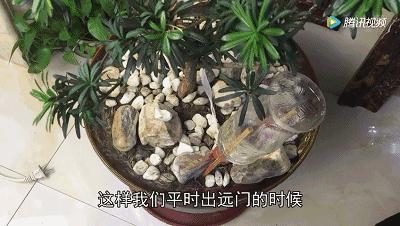 如何用塑料瓶做自动浇花神器,塑料瓶自动浇花神器