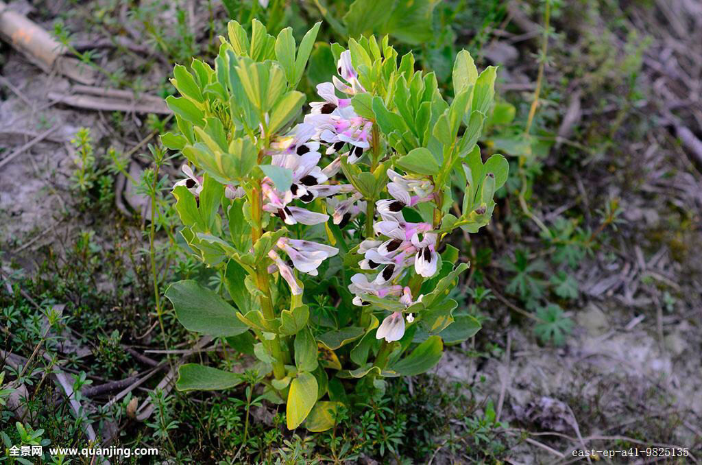 蚕豆花怎么做,购买中药蚕豆花