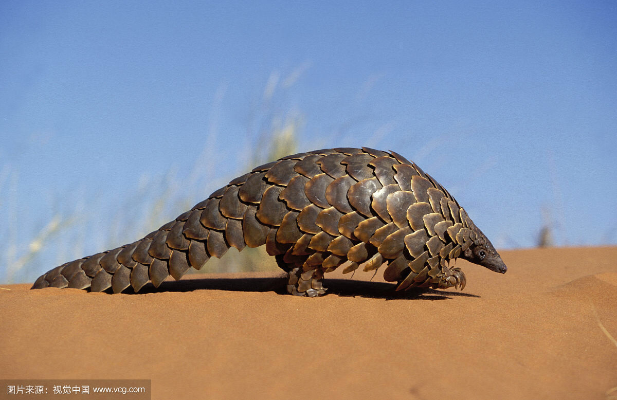 中药材图片大全,中药材价格表