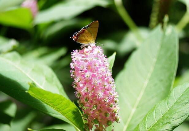 北京农村小时候吃的野果叫紫葡萄,像小紫葡萄样的野果是什么