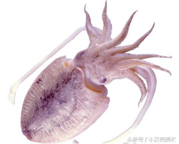 少儿创意美术《章鱼》，海底世界好神奇！