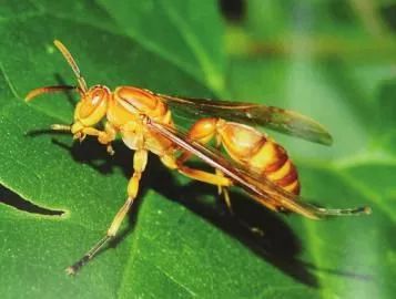 蜂蜇人事件,防胡蜂伤人宣传知识