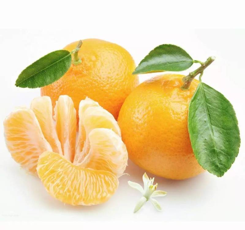 英语水果手抄报简笔画,紫色水果有哪些简笔画