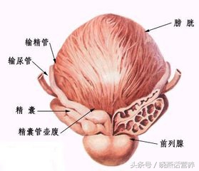 前列腺炎患者的饮食宜与忌,前列腺炎饮食需要注意什么