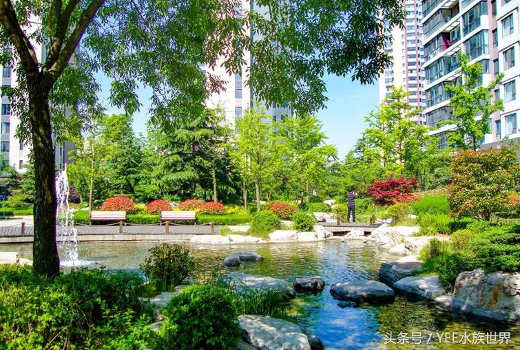 小池塘古法养鱼,古法养鱼小池塘