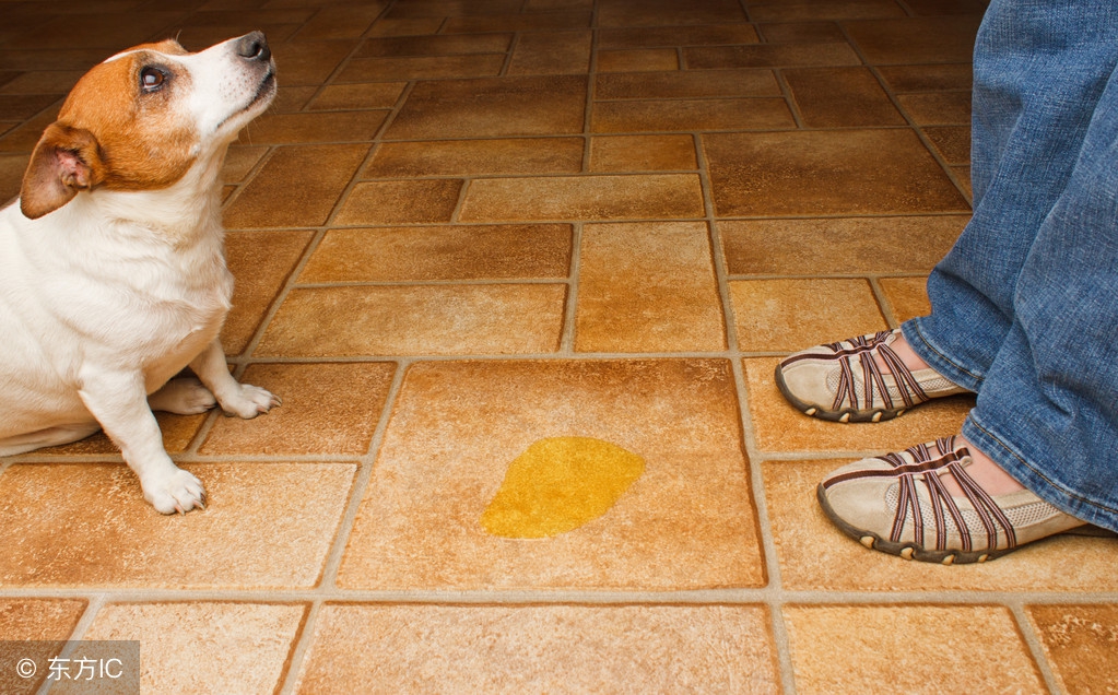 怎么教狗狗定点小便,狗狗小便带血怎么治