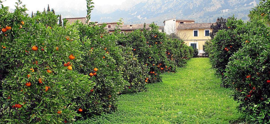 瓦伦西亚蝙蝠军团,瓦伦西亚蝙蝠