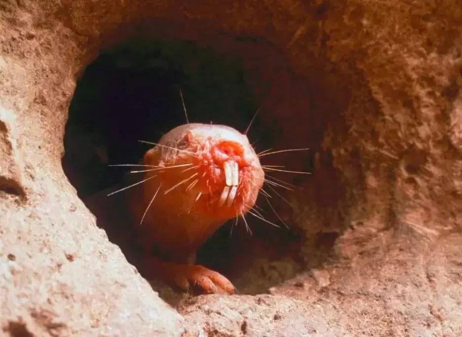 人类在演化中为什么会褪去体毛,人类的体毛怎么进化没了