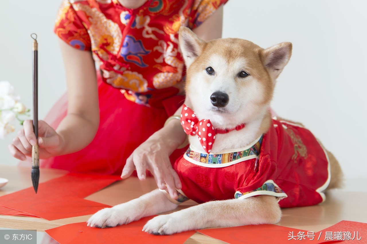 12生肖的人的缺点,12生肖性格优缺点