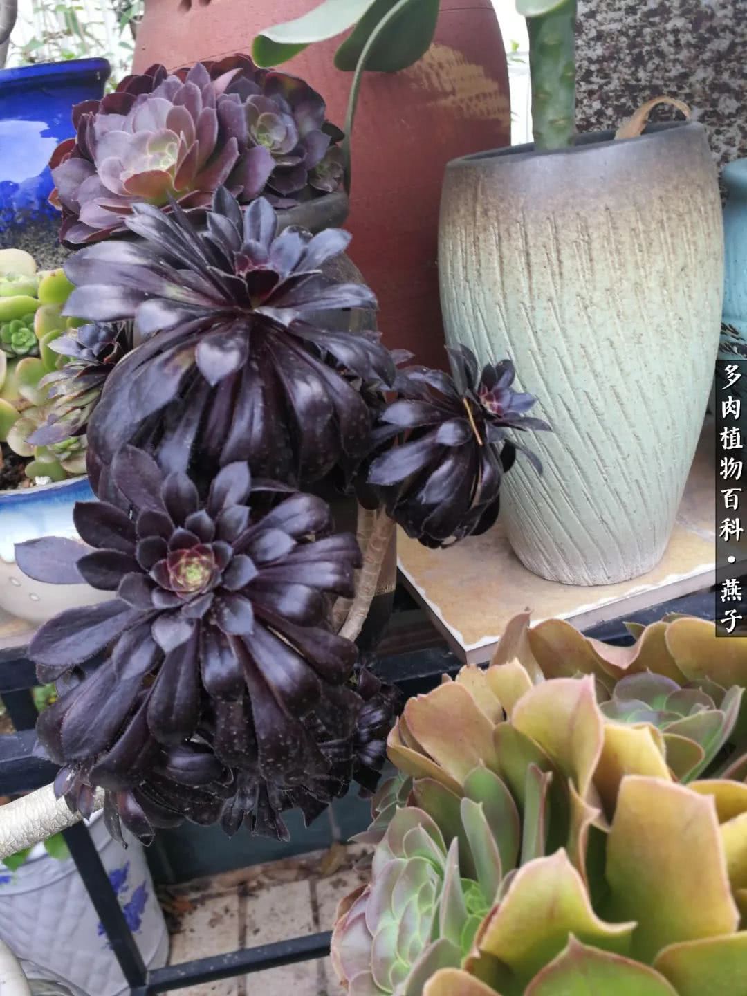 多肉法师什么季节摘心最好,多肉法师全锦好吗