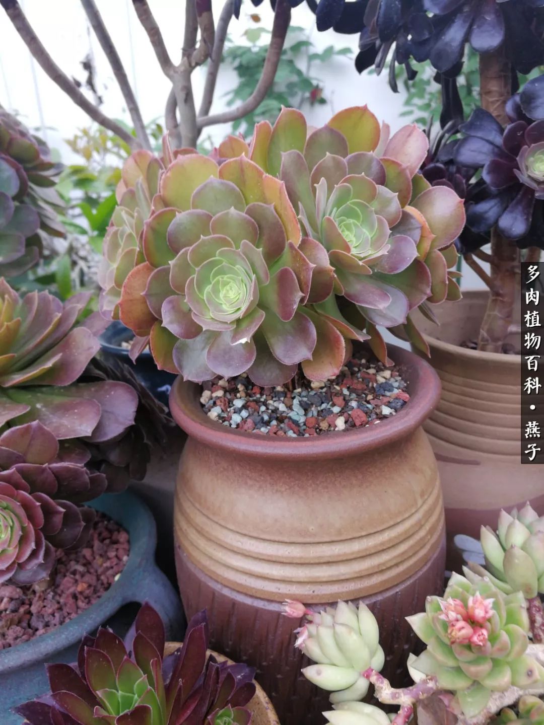 多肉法师什么季节摘心最好,多肉法师全锦好吗