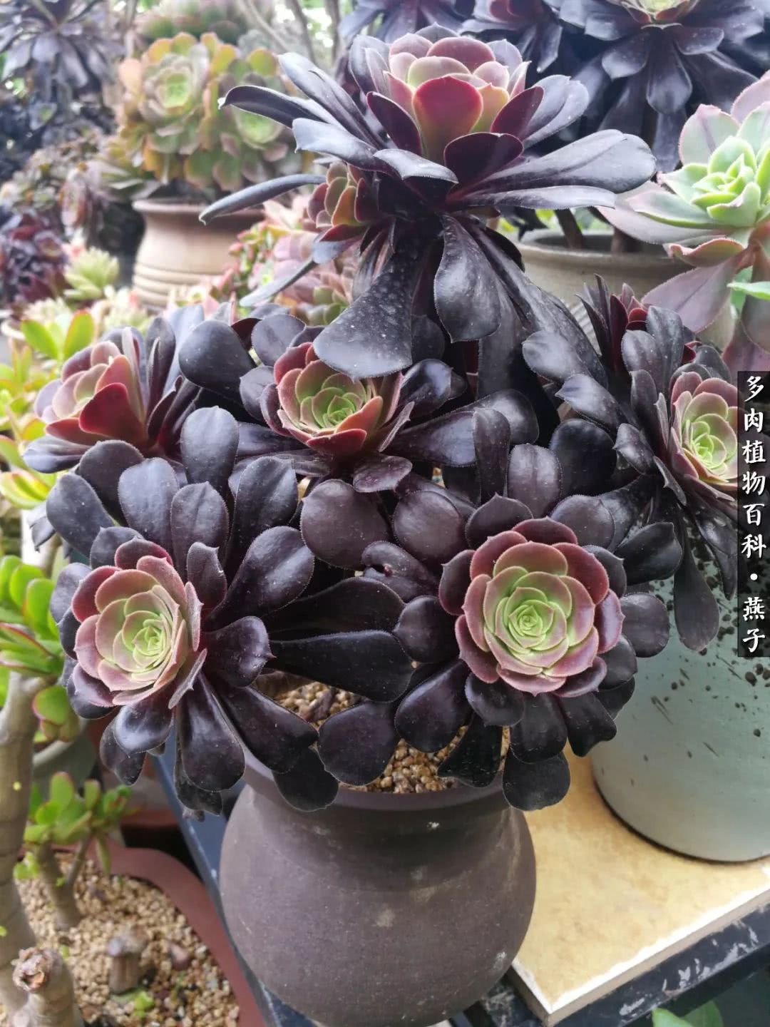 多肉法师什么季节摘心最好,多肉法师全锦好吗