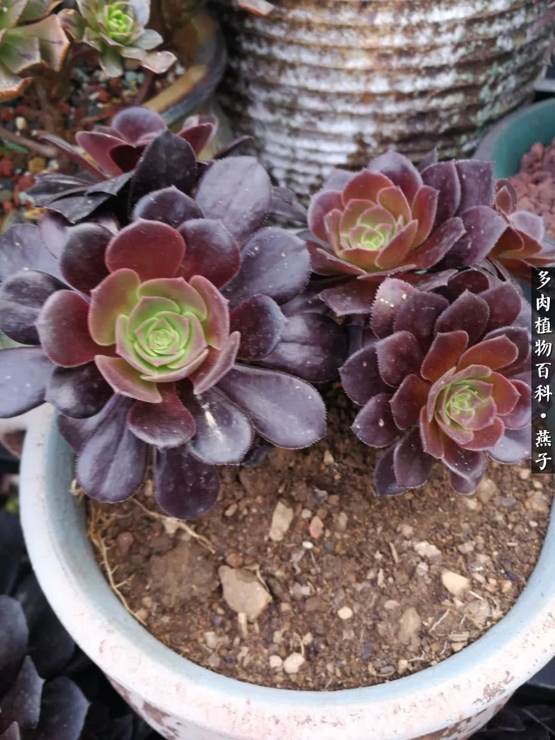 多肉法师什么季节摘心最好,多肉法师全锦好吗