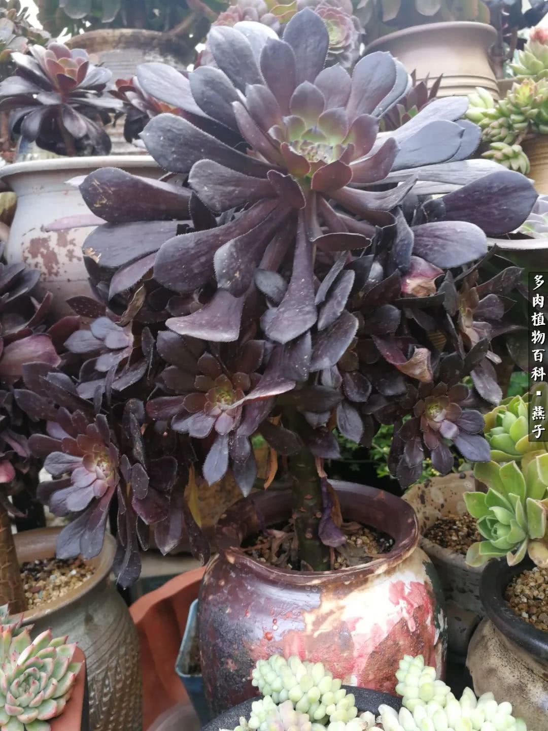 多肉法师什么季节摘心最好,多肉法师全锦好吗