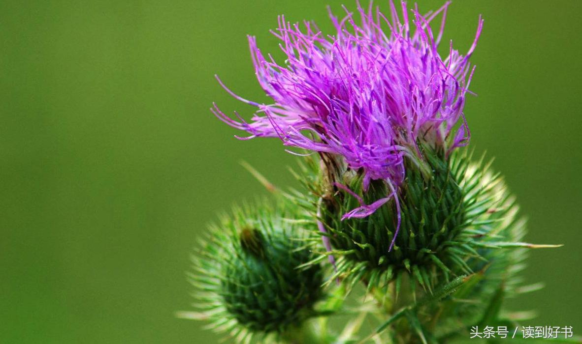 各种花的寓意及花语代表爱,黄玫瑰代表着哪些花语和寓意