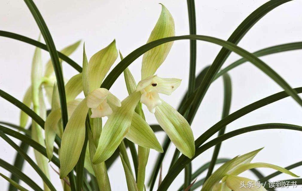 各种花的寓意及花语代表爱,黄玫瑰代表着哪些花语和寓意