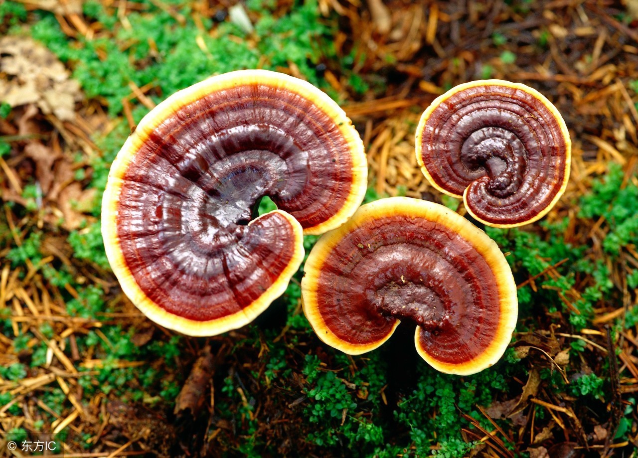 野生灵芝什么价格,真正的野生灵芝多少钱一斤