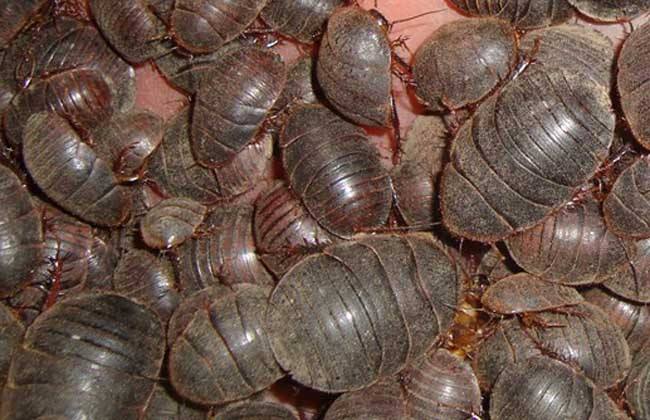 土元养殖的前景和利润,土元养殖什么赚钱