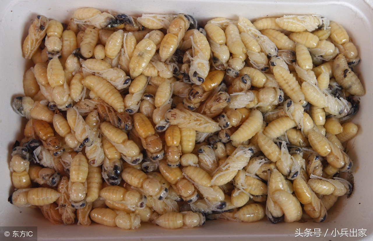 农产品之一“特种养殖”