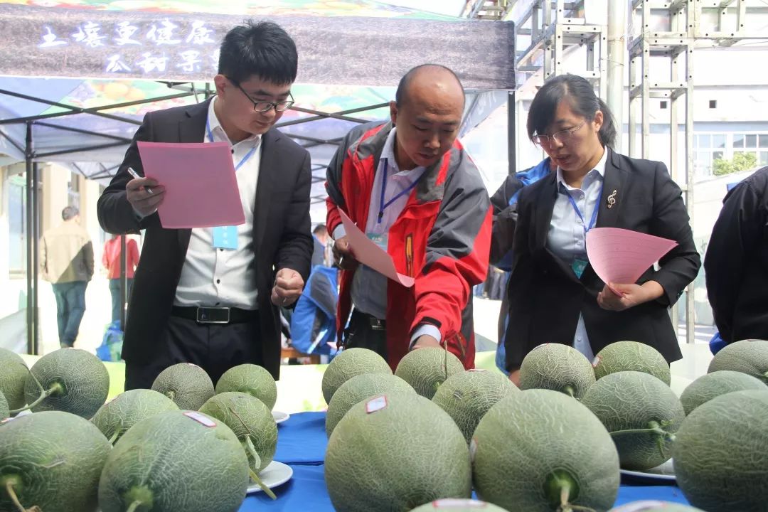 热点｜哈密瓜香又甜，“亲土1号”让土地留住年轻人！