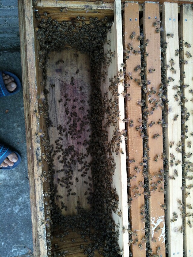 养蜂人养蜜蜂的绝招,养蜜蜂技术全套