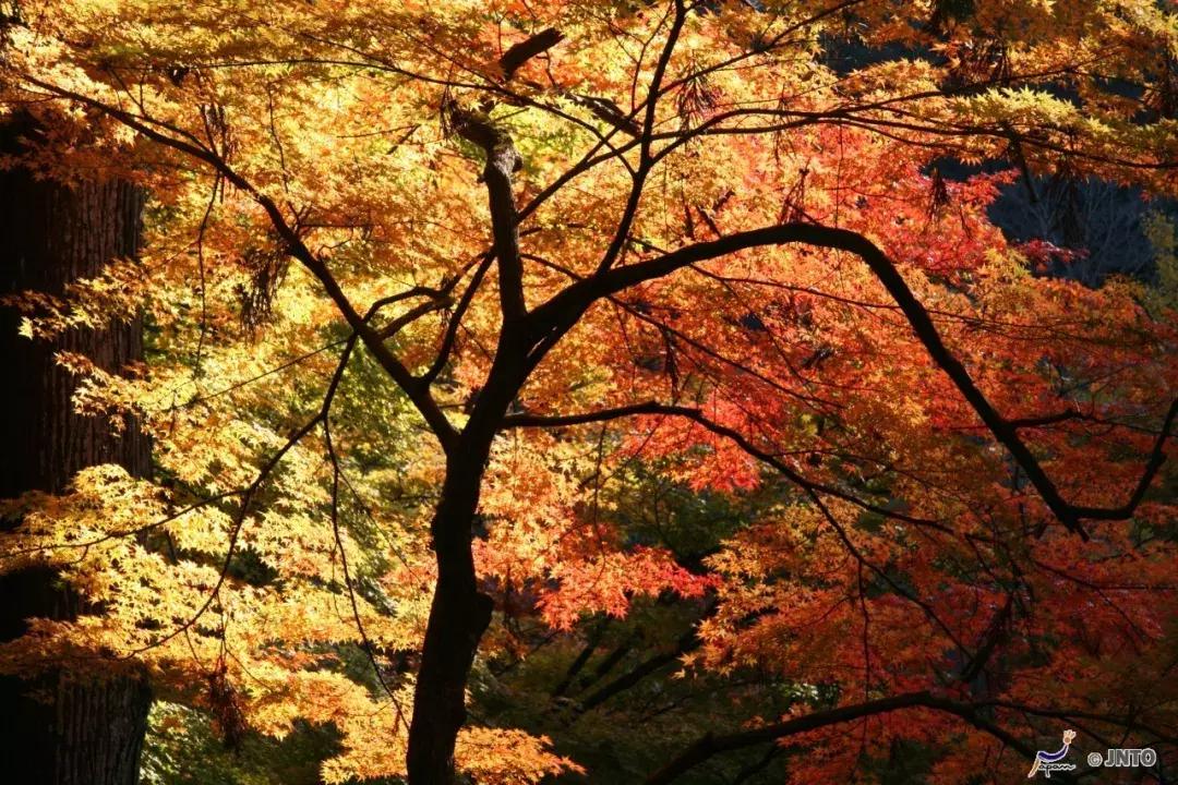 东京名古屋京都,东京大阪名古屋京都