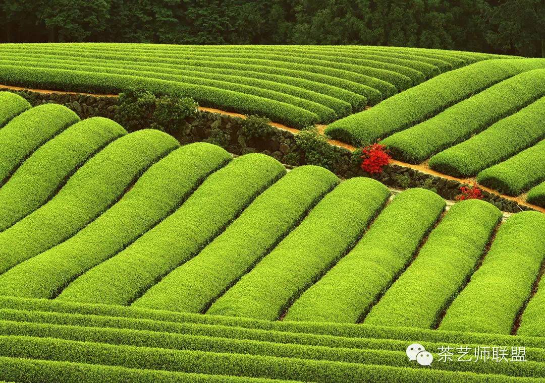 这样的茶叶你敢喝吗,这么好的茶叶你敢喝吗