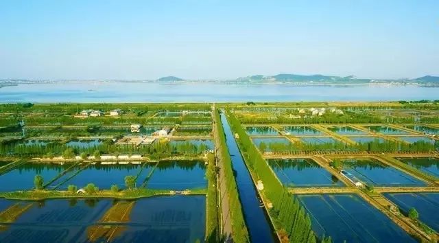 从320公里搬来“蟹中白富美”!北外滩酒店首创白兰地醉蟹畅吃!