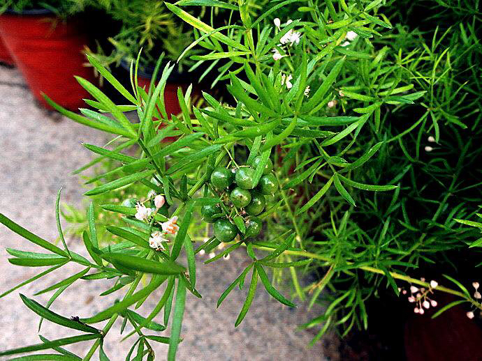 中药材天门冬种植,中药材天门冬啥样