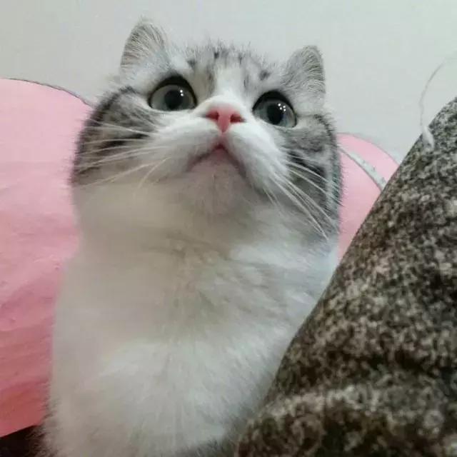 宠物猫正常掉毛是什么因素,猫掉毛超级严重