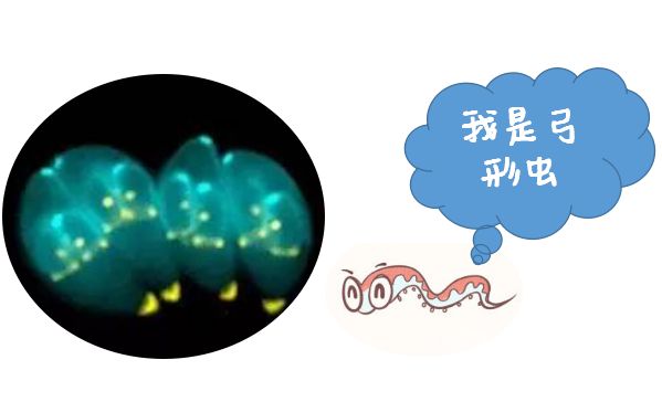 孕妇养宠物得弓形虫几率是多少,备孕养宠物检查弓形虫